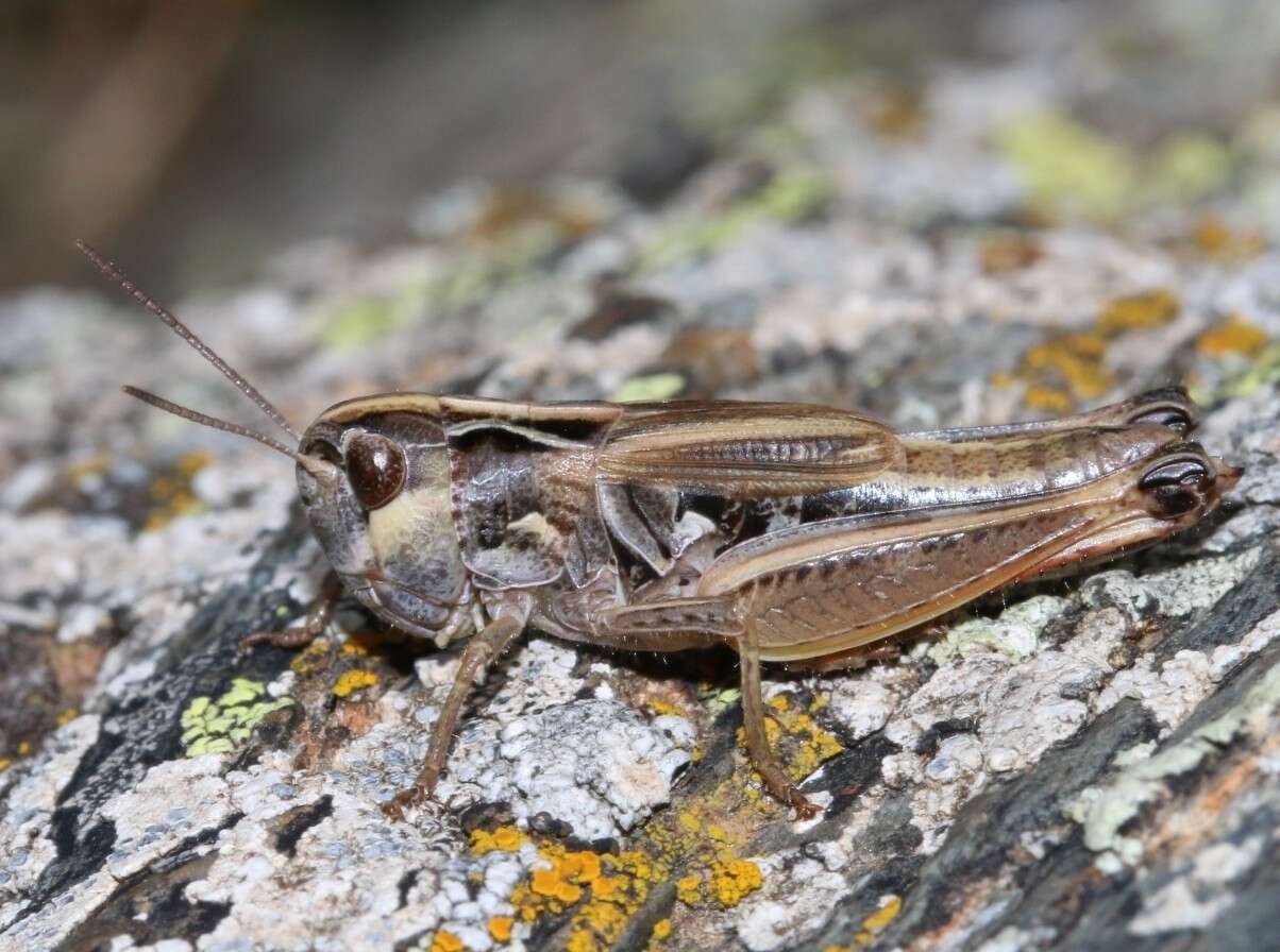 Image of Omocestus (Dreuxius) antigai (Bolívar & I. 1897)