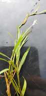 Image of Southern Water Grass