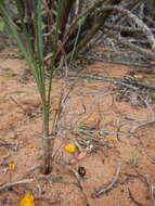 Image of Babiana teretifolia Goldblatt & J. C. Manning