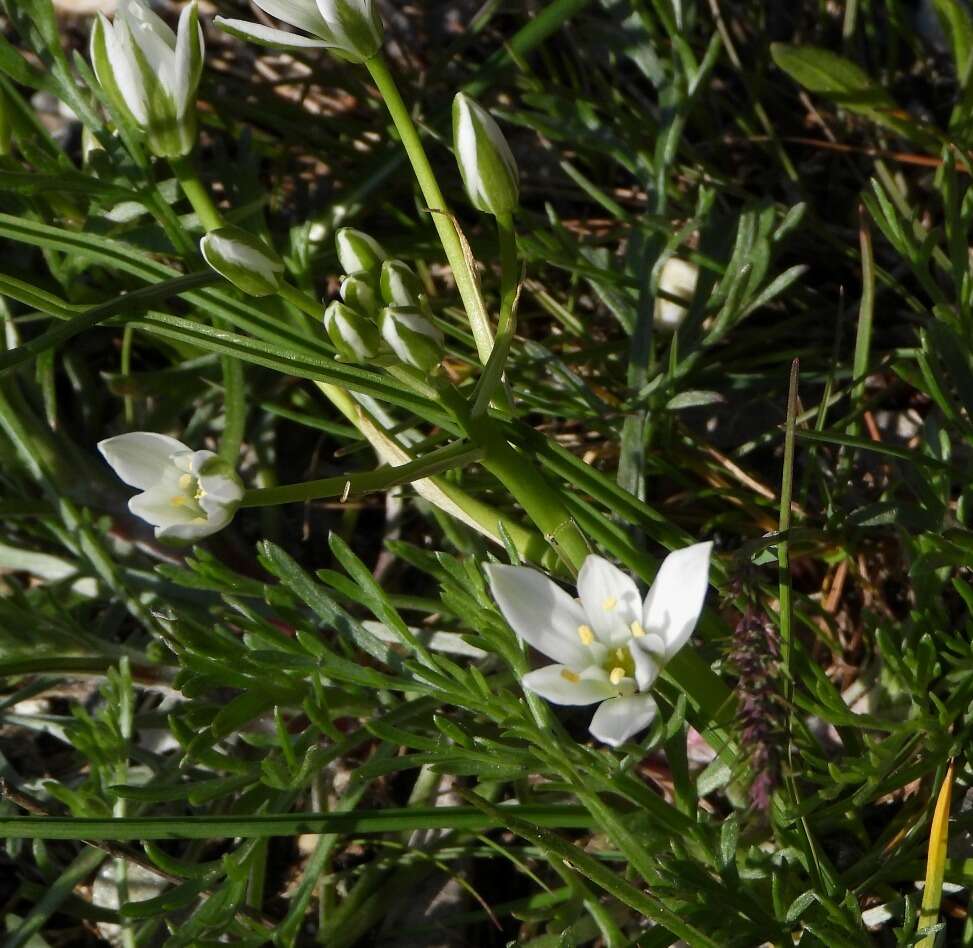 Imagem de Ornithogalum divergens Boreau