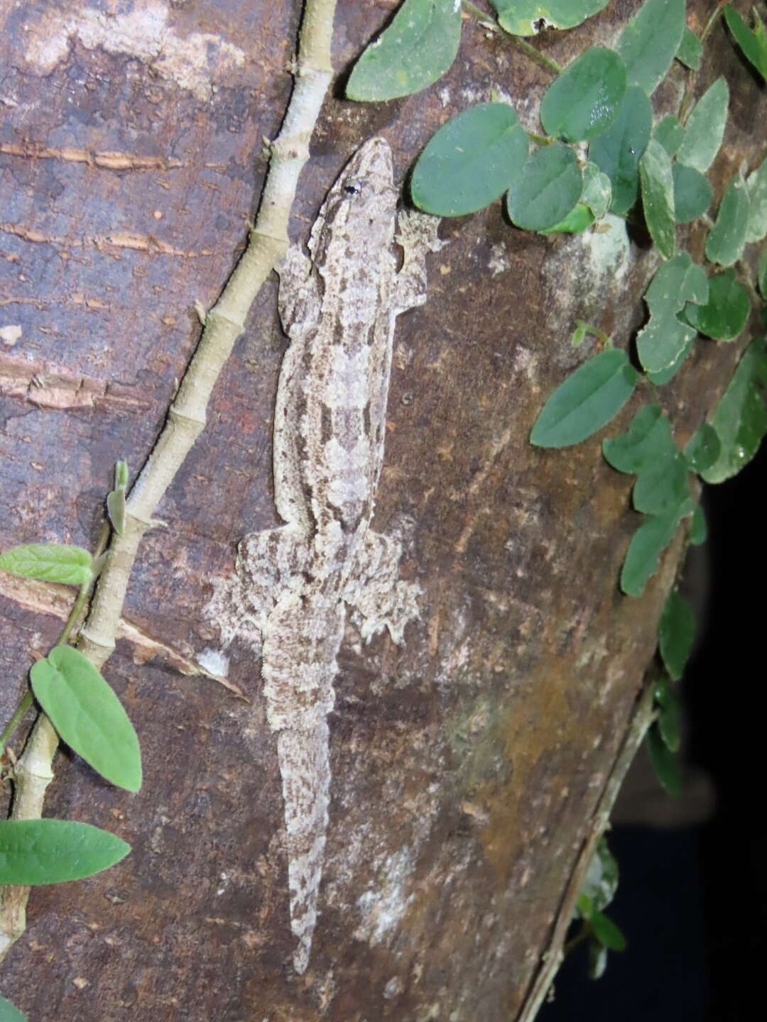 Image of Frilled Gecko