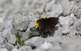 Erebia pluto De Prunner 1798 resmi