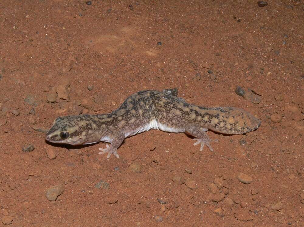 Image of Diplodactylus laevis Sternfeld 1925