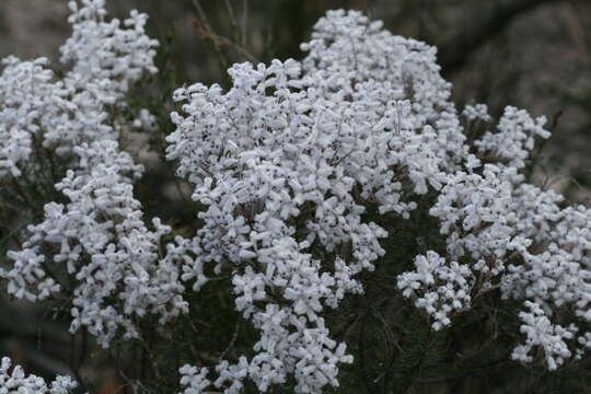 Image of Conospermum floribundum Benth.