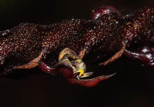 Image de Bulbophyllum maximum (Lindl.) Rchb. fil.