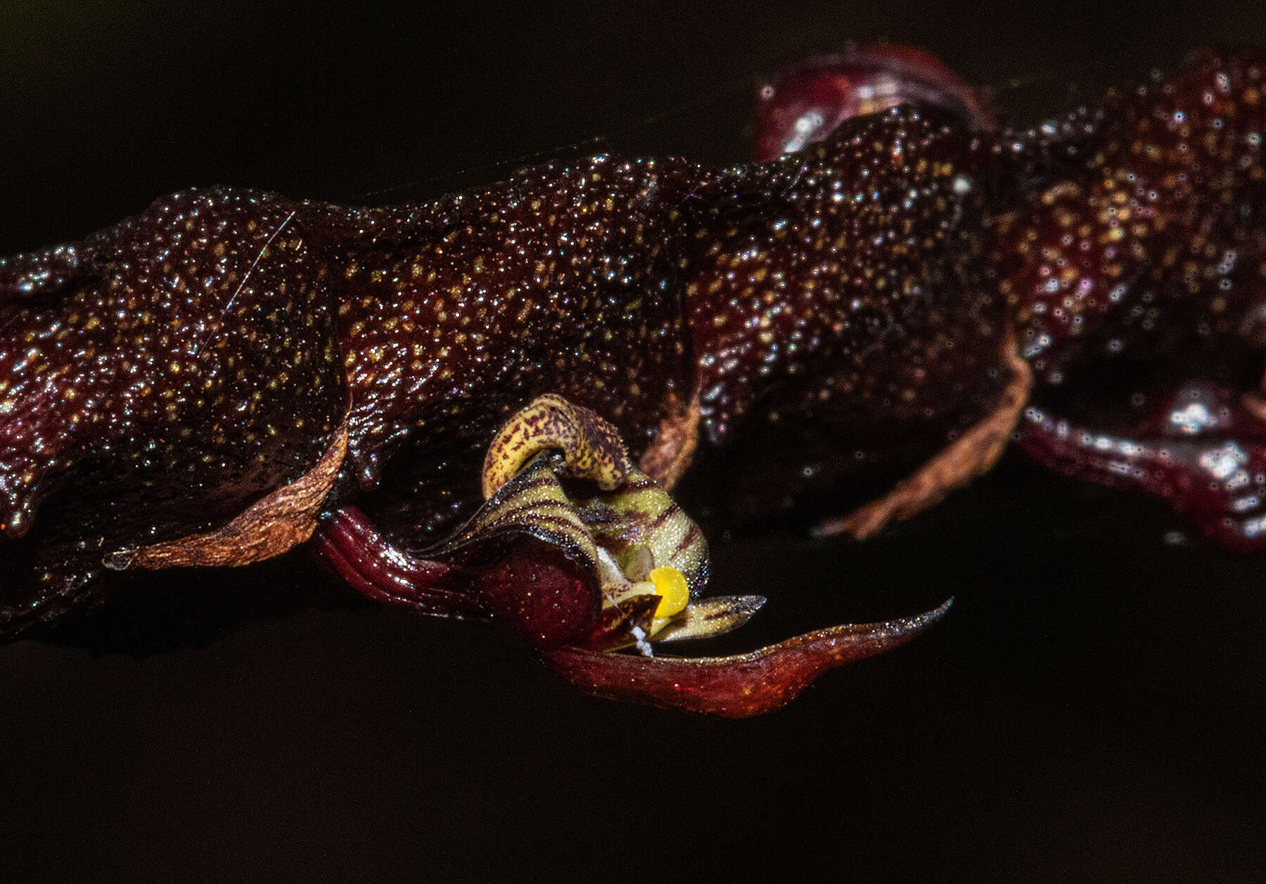 Sivun Bulbophyllum maximum (Lindl.) Rchb. fil. kuva