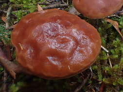 Image of Fistulinella prunicolor (Cooke & Massee) Watling 1989