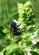 Image of Xylocopa splendidula Lepeletier 1841