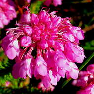 Image of Erica cubica var. cubica