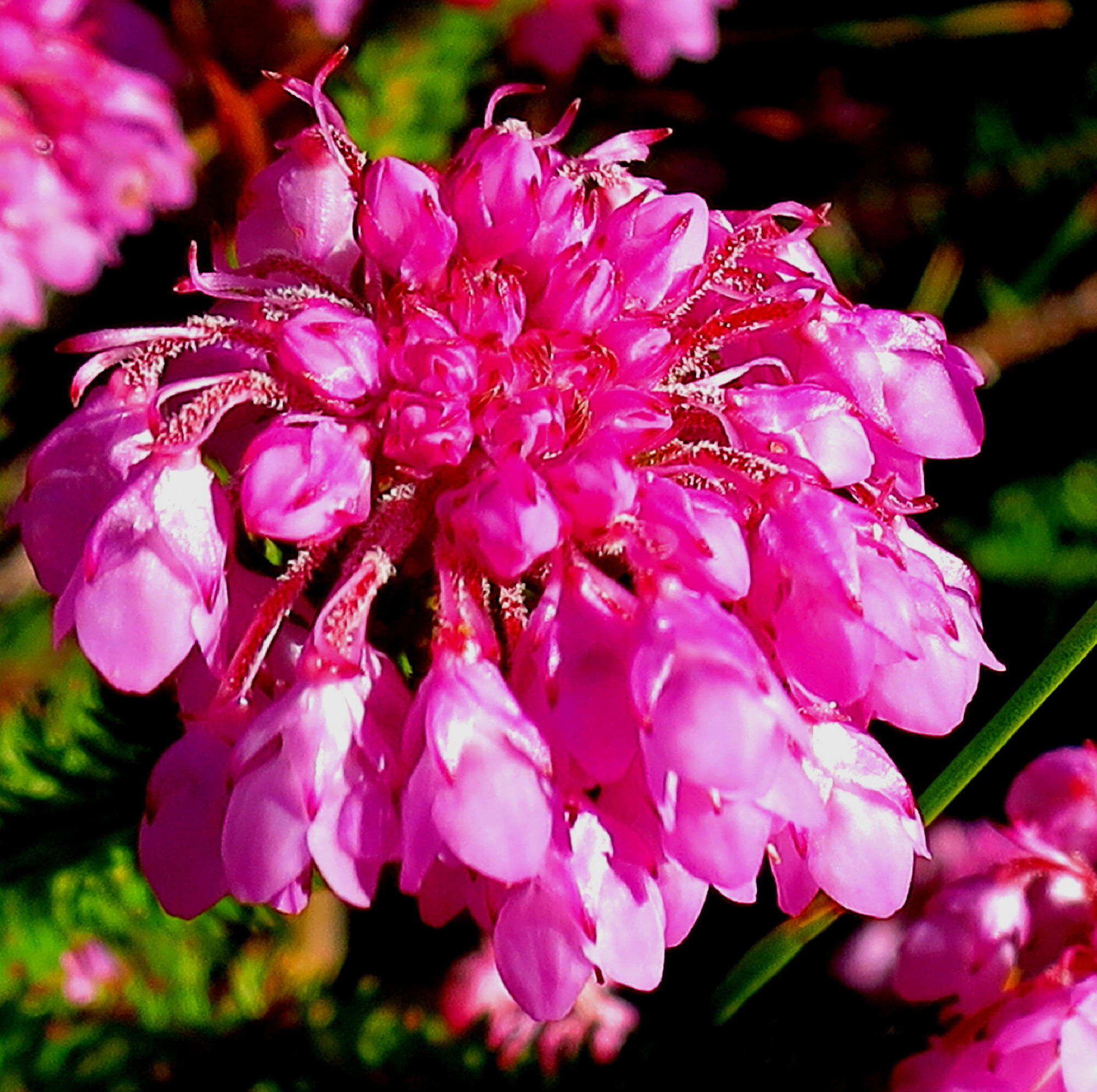 Image of Erica cubica var. cubica