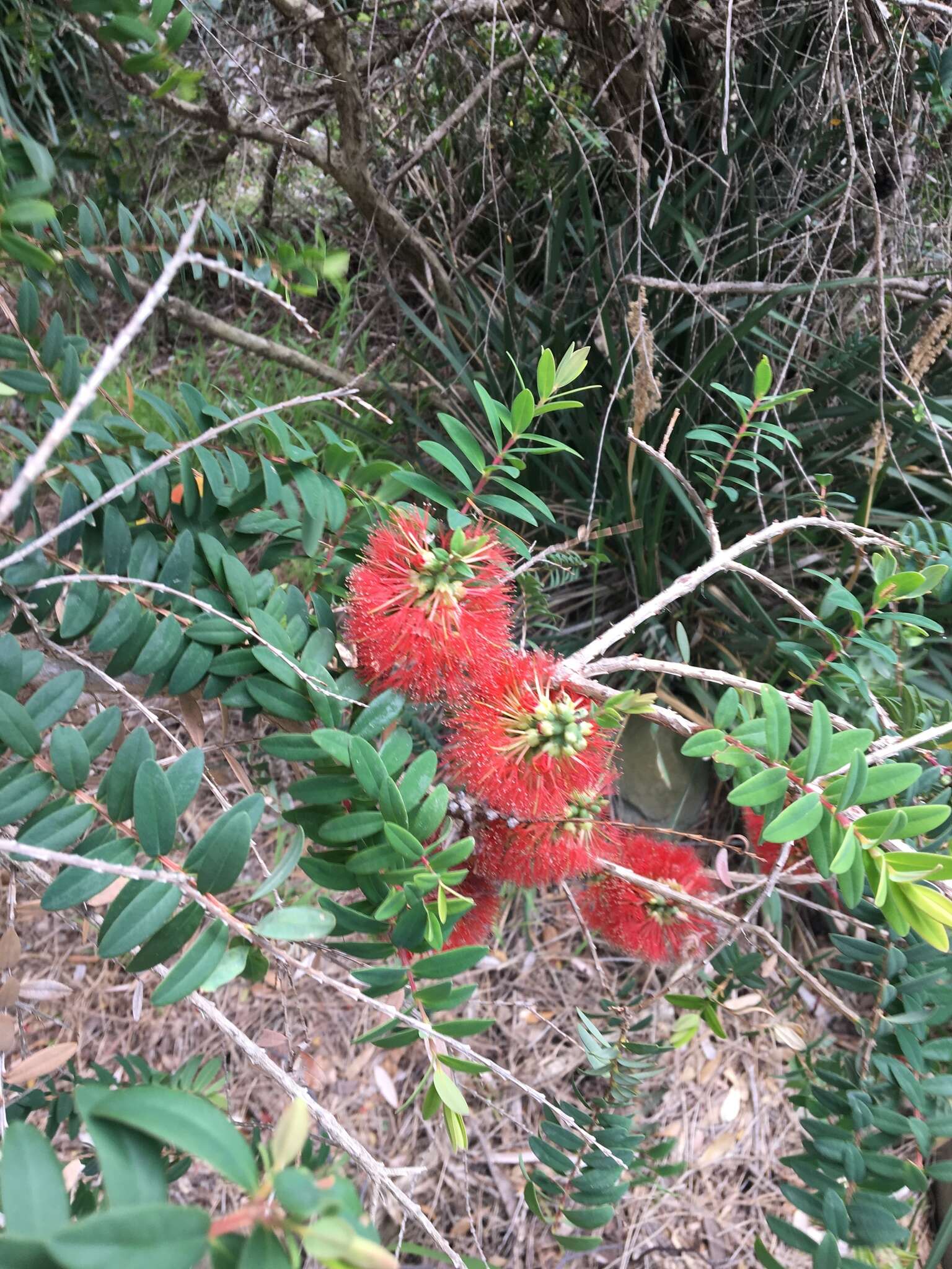 صورة Melaleuca hypericifolia Sm.