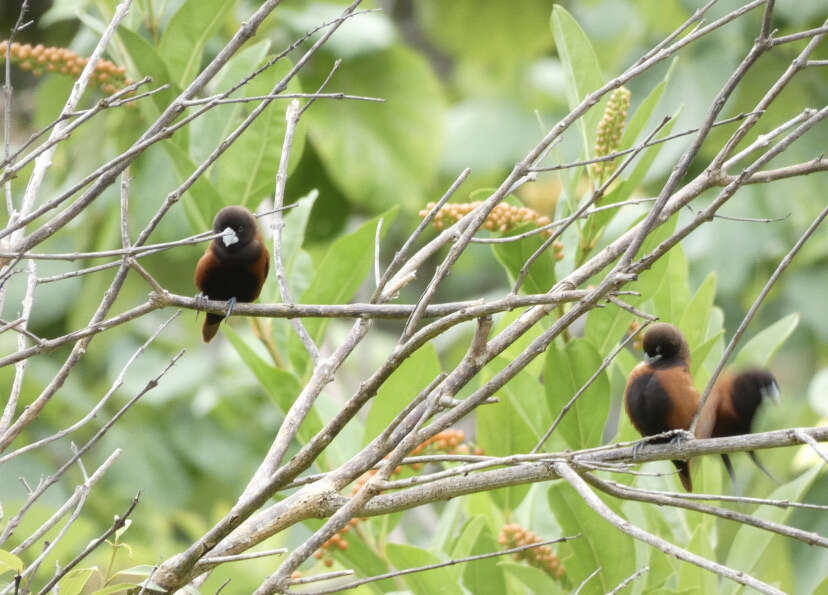 Sivun Lonchura atricapilla jagori (Martens & KE 1866) kuva