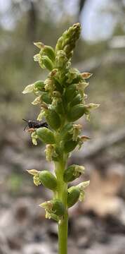 Image of Microtis alboviridis R. J. Bates