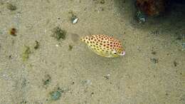 Image of Blue boxfish