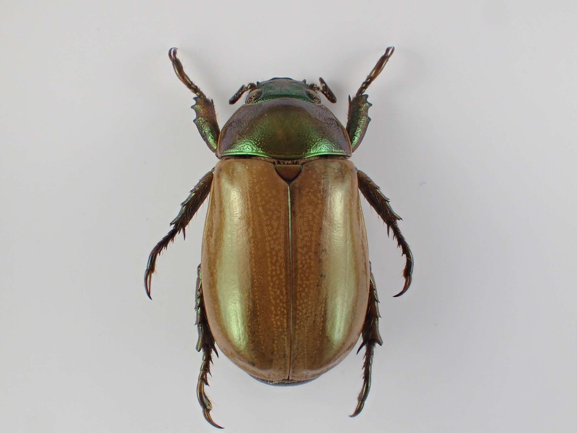 Image of Pelidnota punctulata Bates 1888