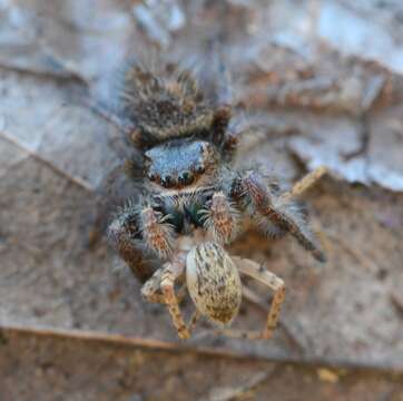 Image of Phidippus princeps (Peckham & Peckham 1883)