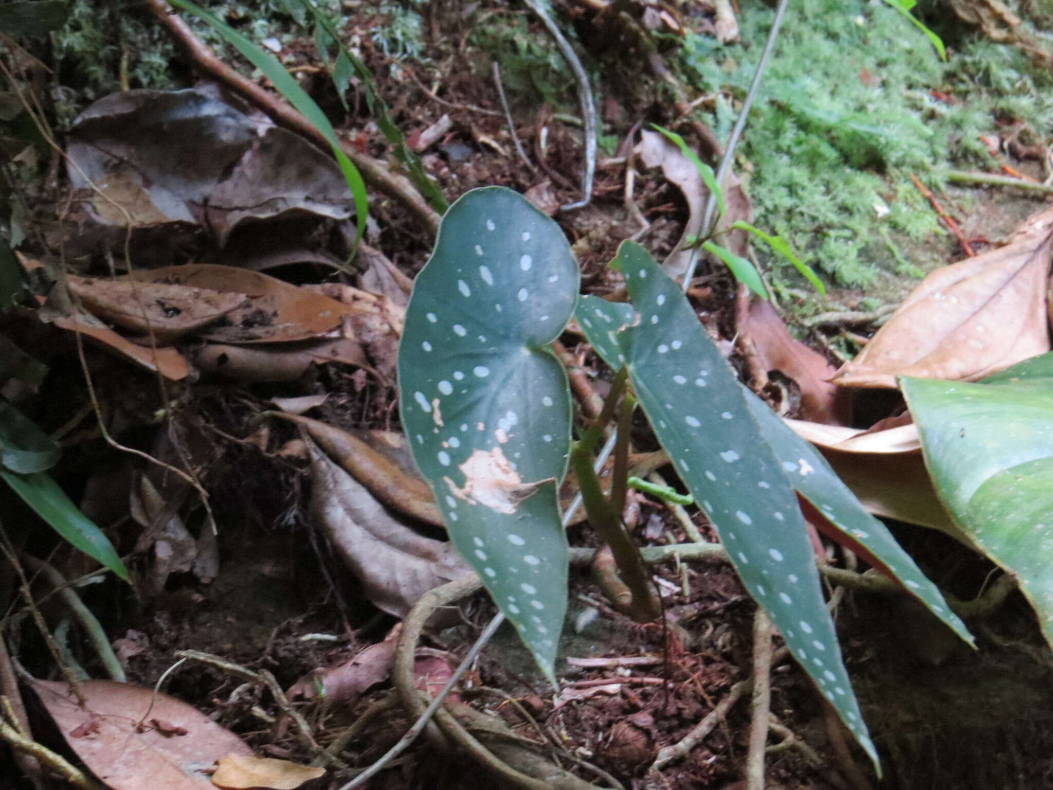 Image of Begonia maculata Raddi