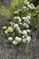 Image of Agathosma bifida (Jacq.) Bartl. & Wendl. fil.