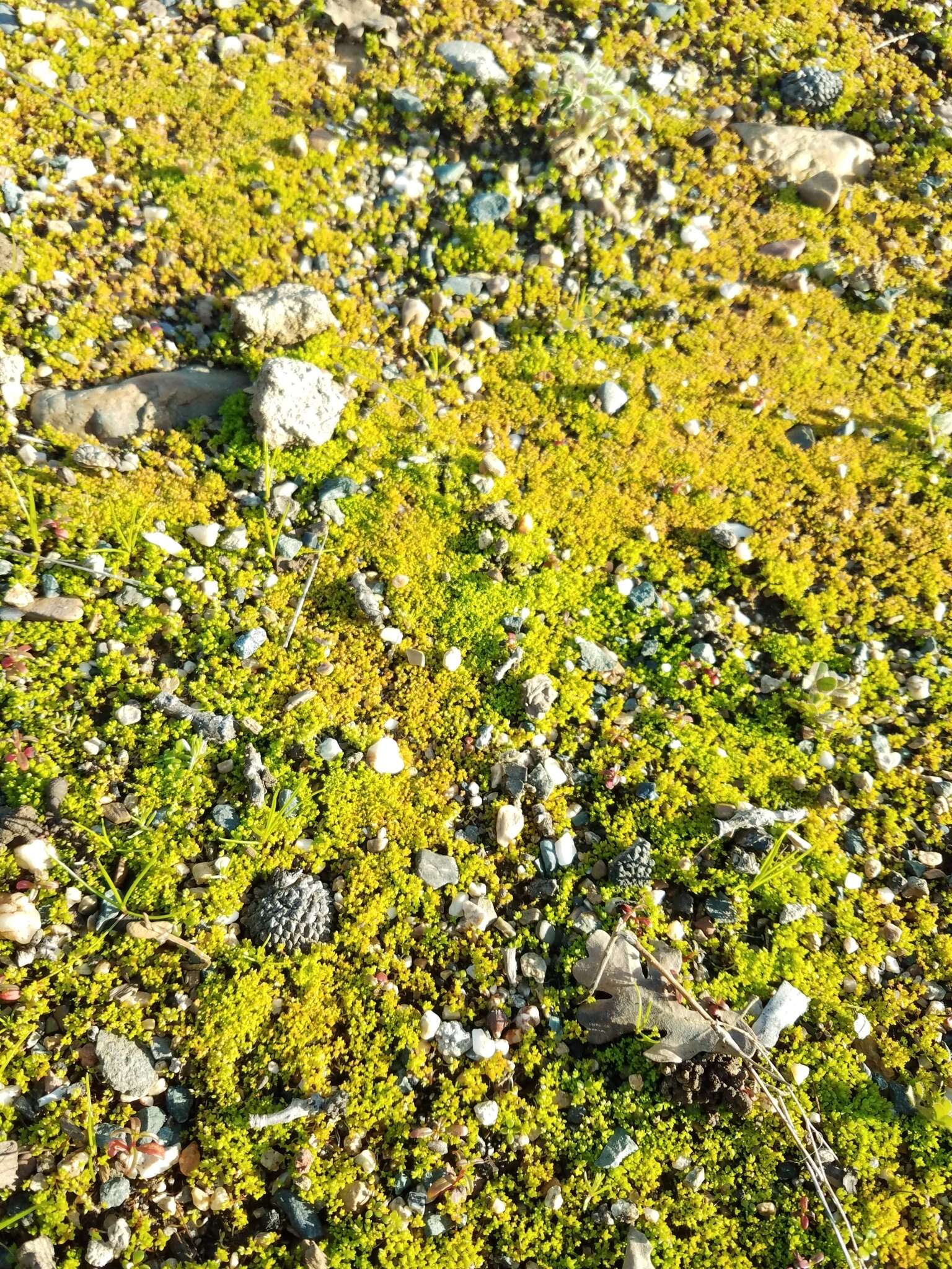 Image of Sierran Mock Stonecrop