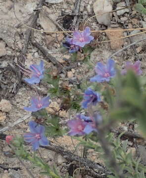 Image of Lobostemon echioides Lehm.