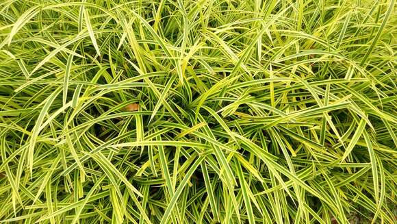 Image of Pandanus pygmaeus Thouars