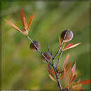 Prunus tenella Batsch resmi