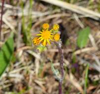 Image of woolly ragwort