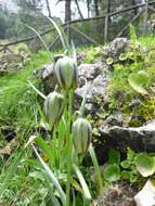 Image of Fritillaria lusitanica Wikstr.