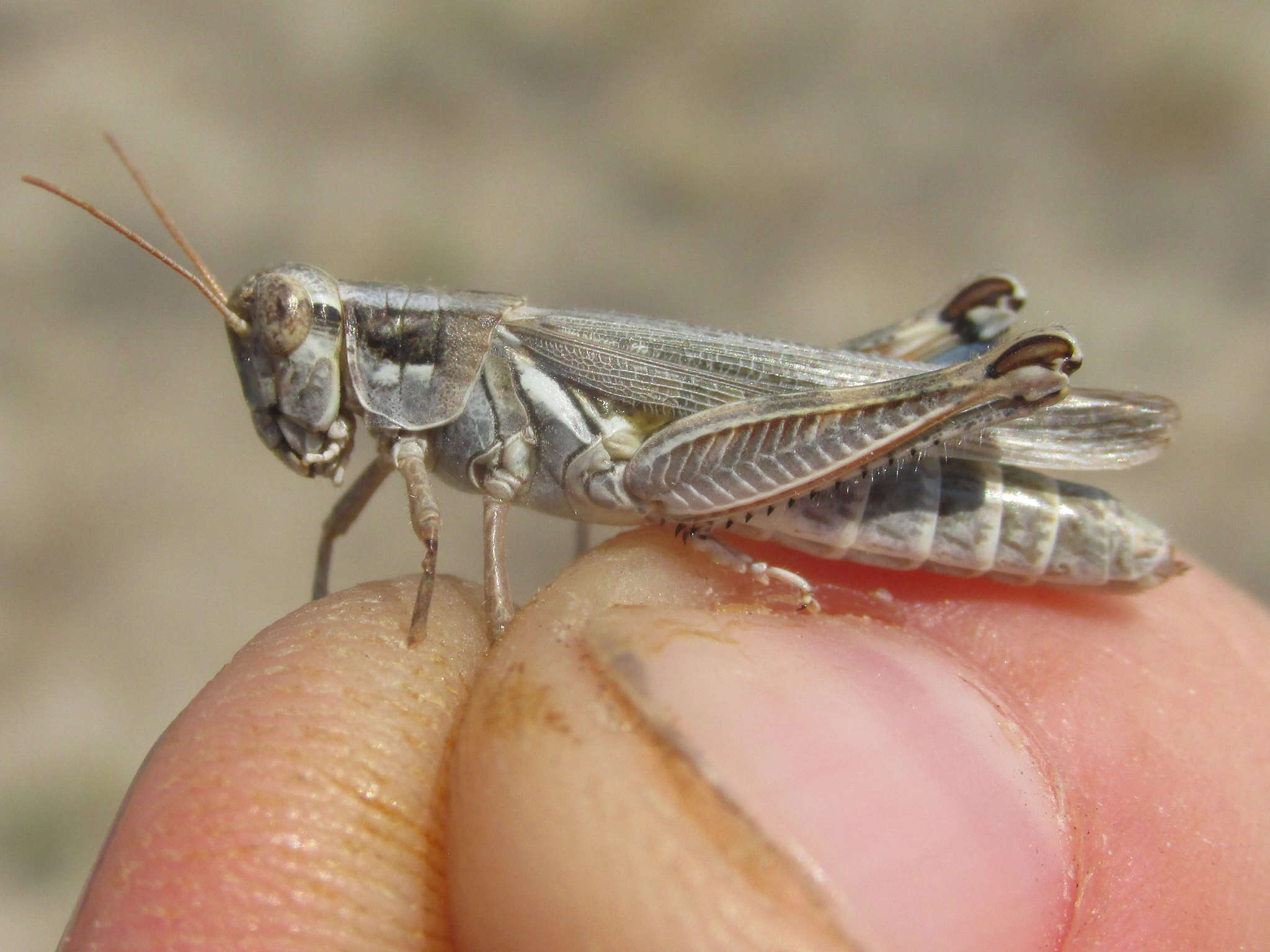 Image of Melanoplus bowditchi Scudder & S. H. 1878