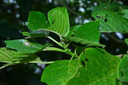 Imagem de Dendrocnide kotoensis (Hayata ex Yamam.) B. L. Shih & Yuen P. Yang