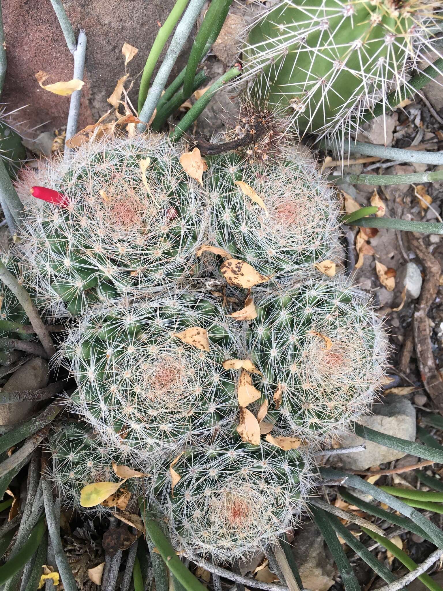 Image of Mammillaria candida Scheidw.