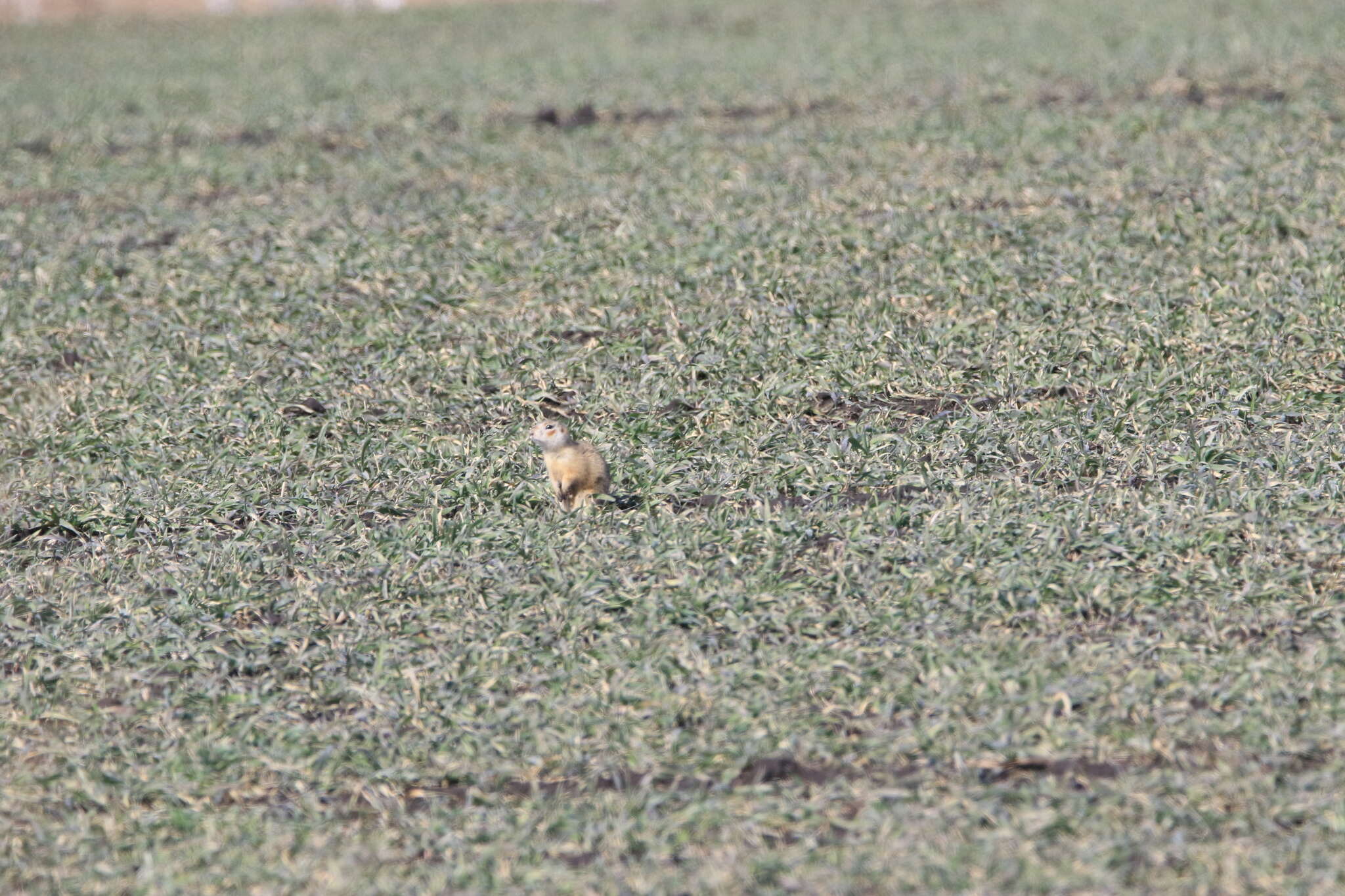 Image of Red-cheeked Ground Squirrel