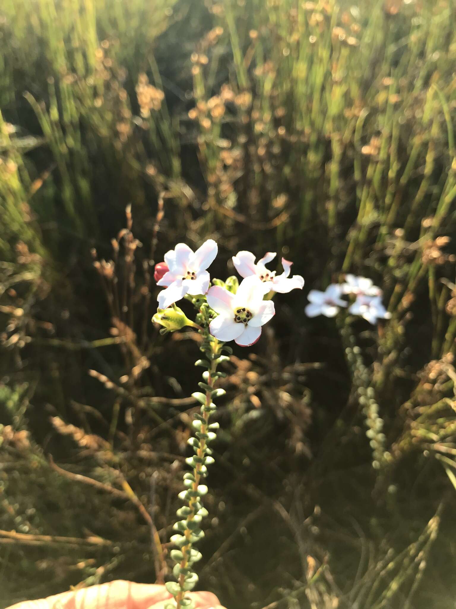 Image of Adenandra brachyphylla Schltdl.