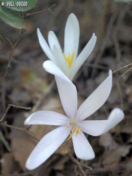 Слика од Colchicum troodi Kotschy