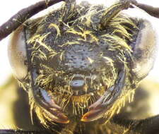 Andrena minutula (Kirby 1802) resmi