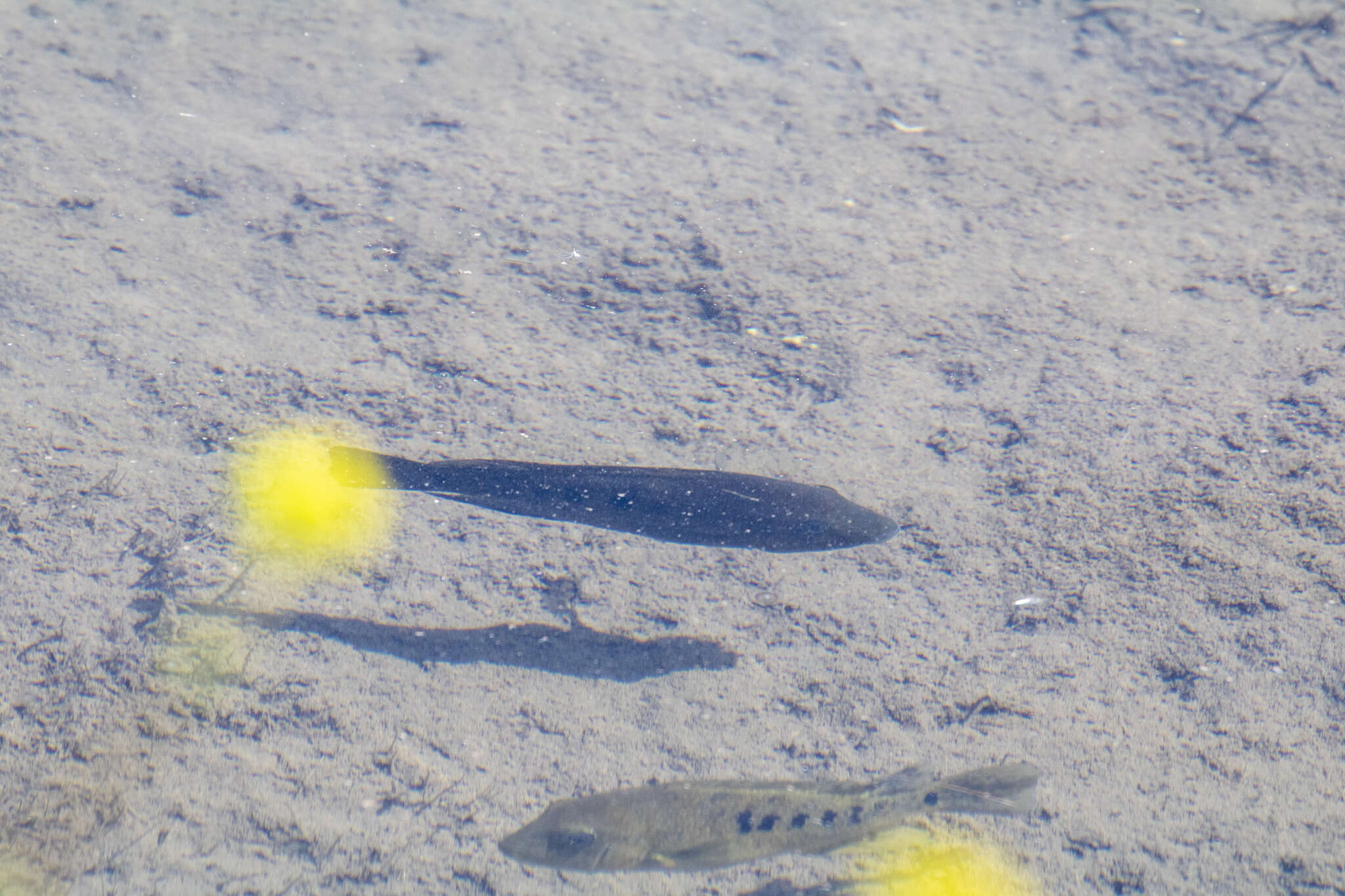 Image of Minckley's cichlid