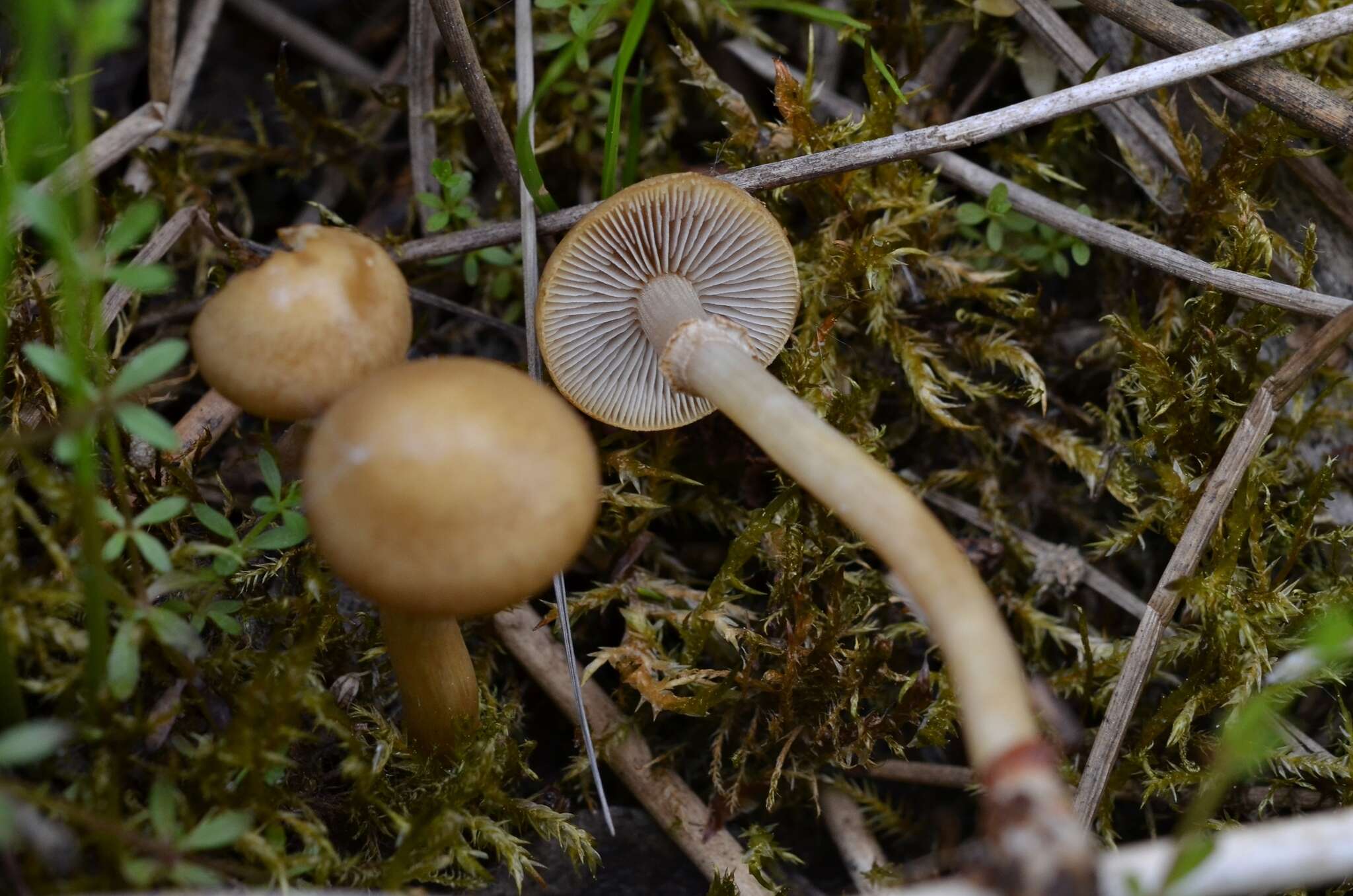 Plancia ëd Agrocybe elatella (P. Karst.) Vesterh. 1989