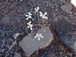 Image of Pelargonium nervifolium Jacq.