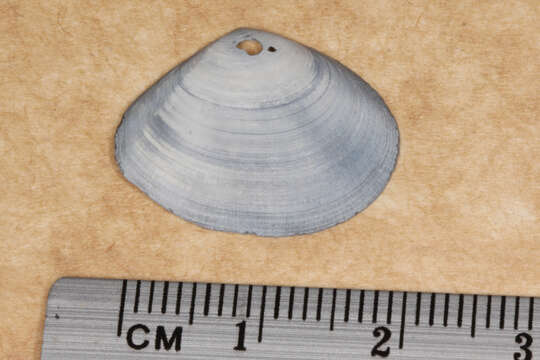 صورة Macomona deltoidalis (Lamarck 1818)