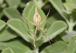 Image of Argiope protensa L. Koch 1872