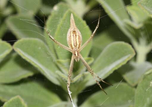 Imagem de Argiope protensa L. Koch 1872