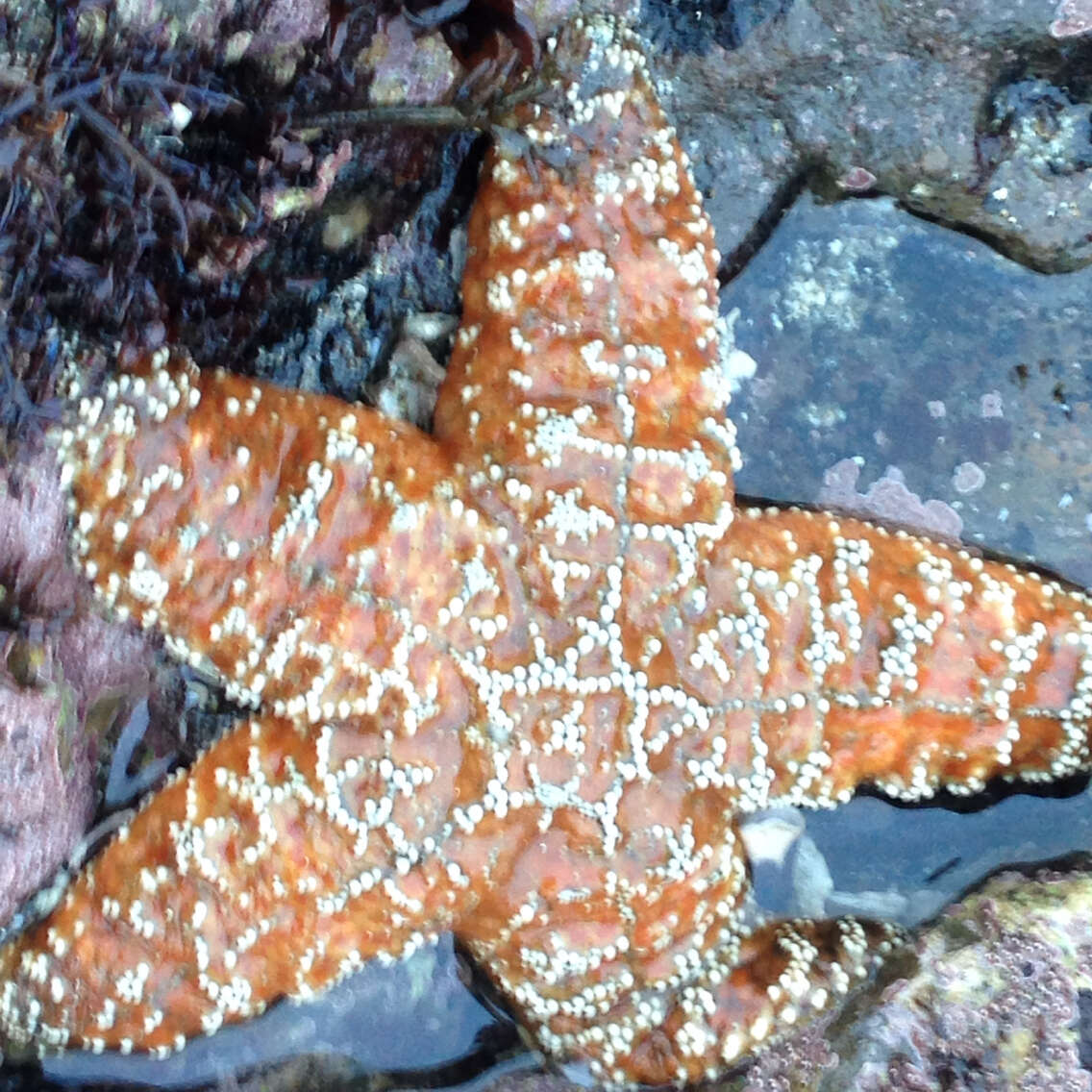 Image of ochre sea star