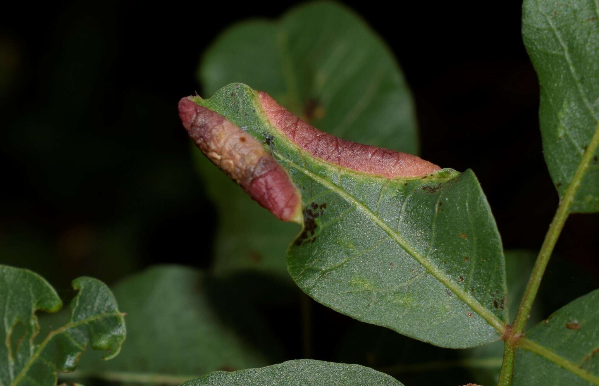 Image of Aphid