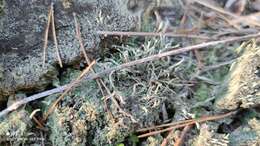 Image of cup lichen