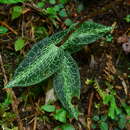 Image of Goodyera reticulata (Blume) Blume