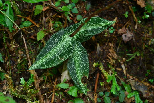 Image of Goodyera reticulata (Blume) Blume