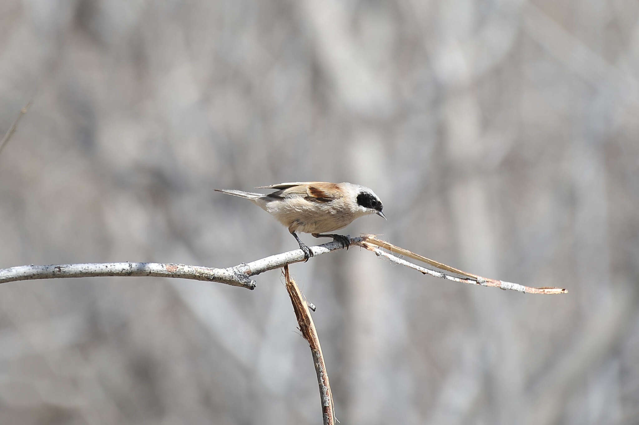 Image of White-Crowned Penduline Tit