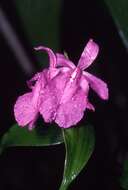 صورة Sobralia amabilis (Rchb. fil.) L. O. Williams