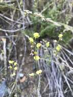 Image of milkwort jewelflower