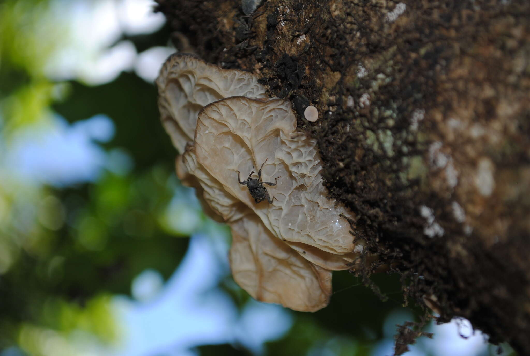 Image of Onidistus araneus Pascoe 1870